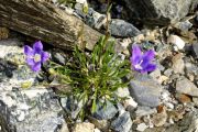 Campanula besenginica